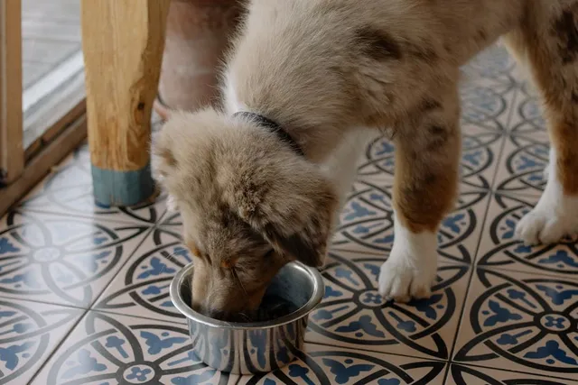 Where Is Taste of the Wild Dog Food Made? Manufacturing Locations