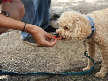 14 Best Dog Training Treats in 2026 - Reviews & Top Picks