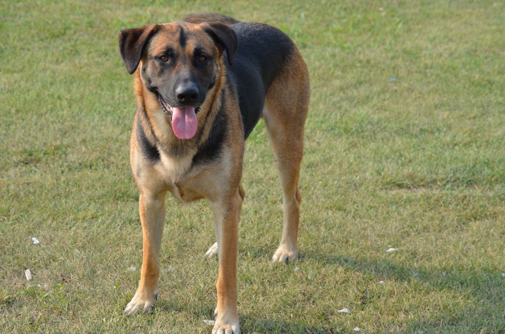 german shepherd Lab mix