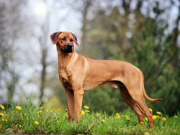 Rhodesian Ridgeback Price: Here’s How Much They Cost in 2026