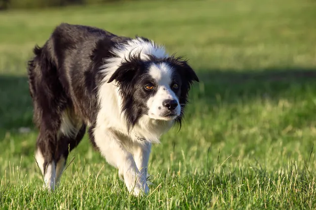 Prey Drive in Dogs: Vet-Verified Signs & How to Help