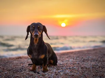 Are Dachshunds Hypoallergenic? Facts & FAQ