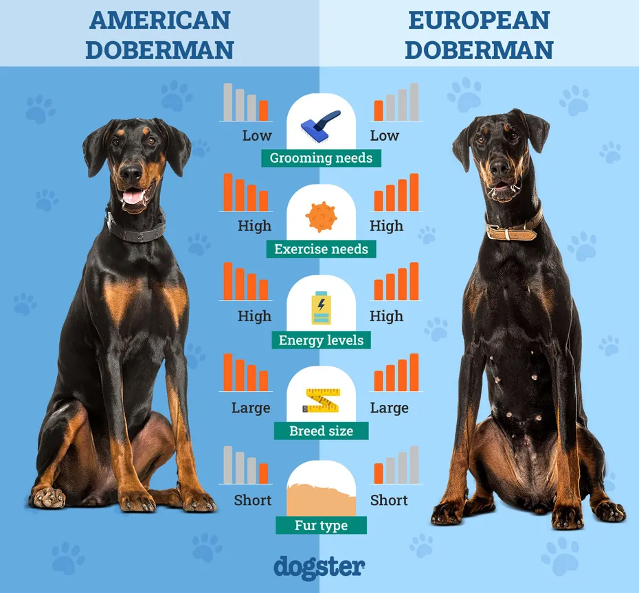 Dogster_Side by Side Comparison_ American Doberman vs European Doberman