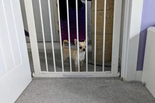 Ned jail - keeping them out of my office