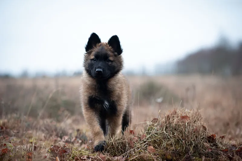 Belgian Tervuren puppy outdoors