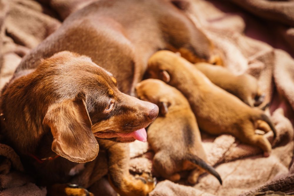 mother-dog-with-her-puppies