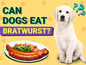 Can Dogs Eat Bratwurst? Vet-Verified Facts & FAQ