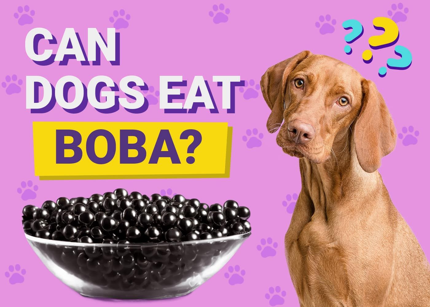Can Dogs Eat Boba