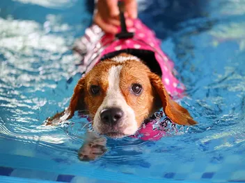Do Beagles Like Water? Vet-Approved Swimming Tips & Breed Preferences