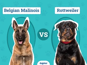 Belgian Malinois vs Rottweiler: Differences Explained (With Pictures)