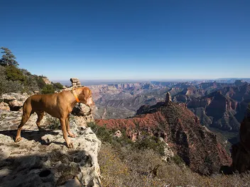 2 Dog Friendly Trails in the Grand Canyon in 2026 (With Pictures & Tips)