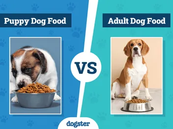 Puppy vs Adult Dog Food: Vet-Verified Differences & When to Switch Diets