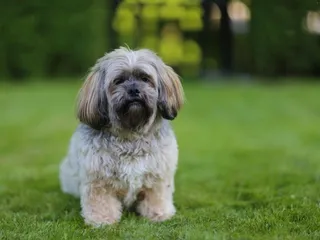 La-Chon Dog Breed Guide: Info, Pictures, Care & More
