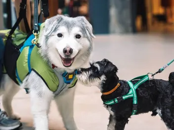 The Consequences of Dog Inbreeding: Vet-Verified Problems & Risks