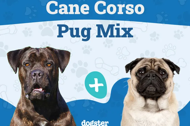 Cane Corso Pug Mix: Info, Pictures, Care & More