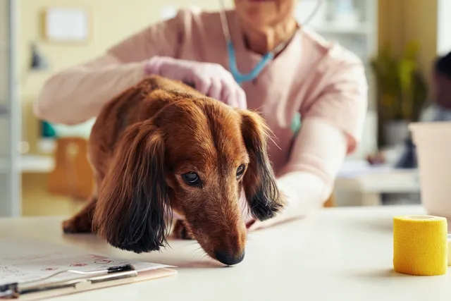 Can Heartworm Cause Long-Term Effects in Dogs? Our Vet Explains