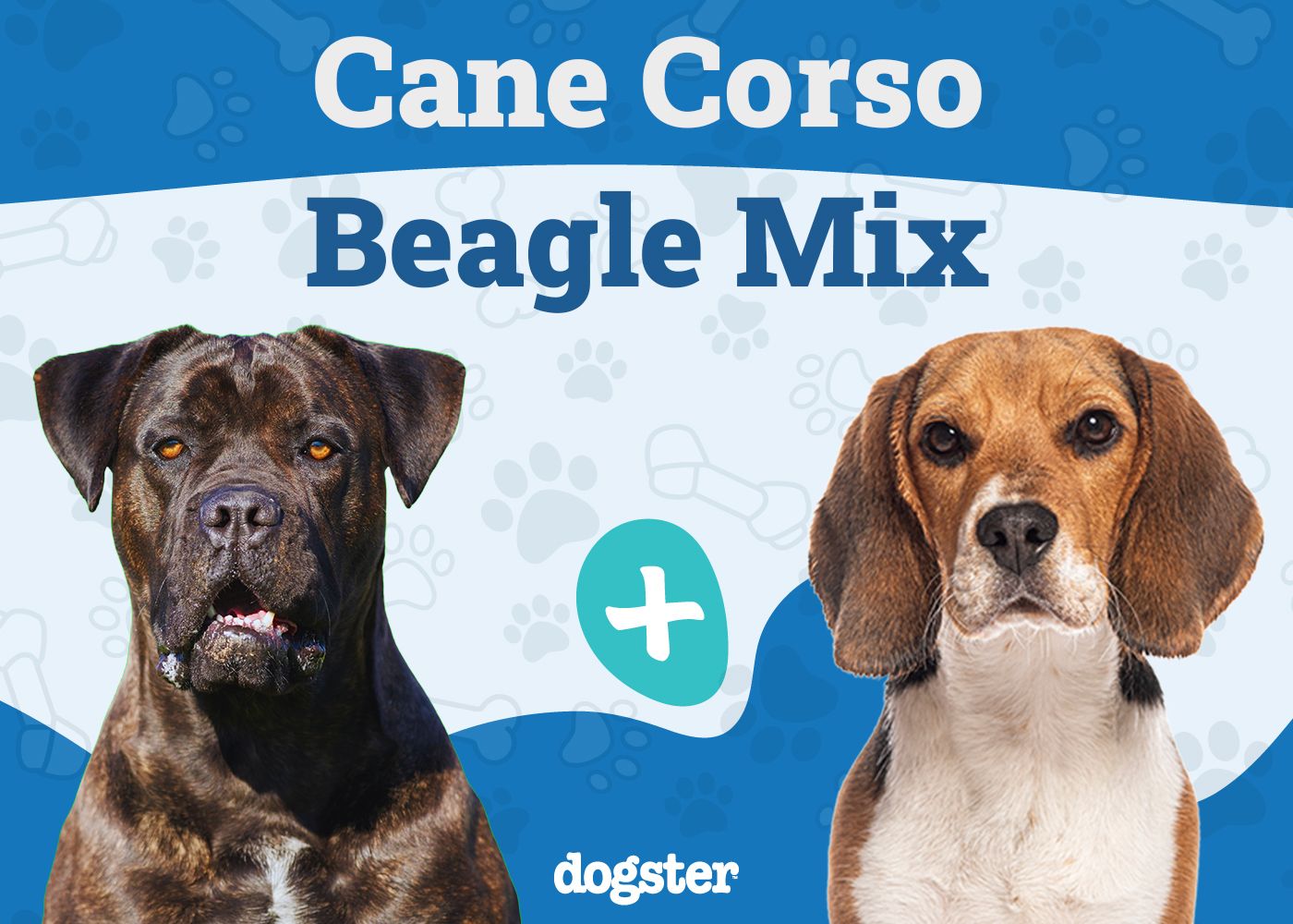 Cane Corso Beagle Mix