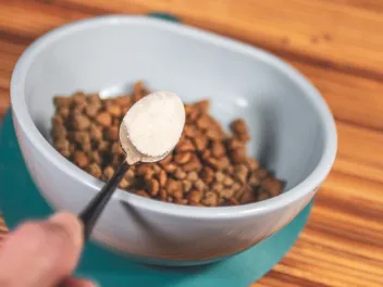 10 Best Probiotics for Dogs in 2026 – Reviews & Top Picks