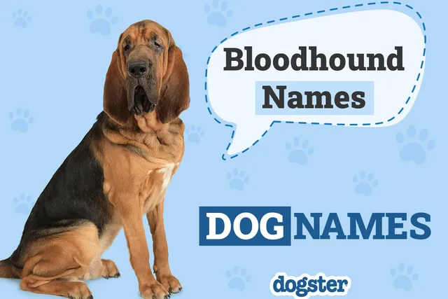 150+ Bloodhound Names That Are Brilliant and Unique