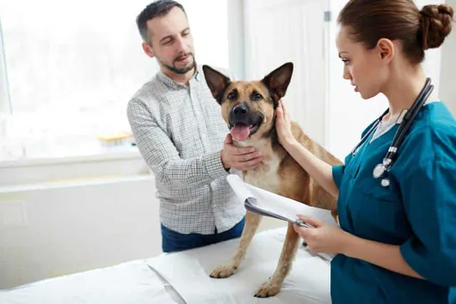 How Long Can a Dog Live With a Collapsing Trachea? (Vet Answer)