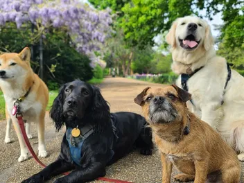 How Many Dogs Is Too Many? 6 Vet-Reviewed Considerations & Advice