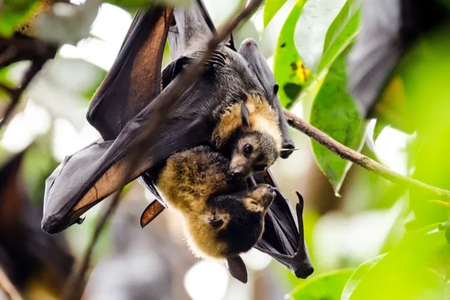 Why Do Bats Look Like Dogs? Vet-Reviewed Similarities & Relationship