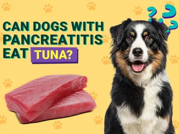 Can Dogs with Pancreatitis Eat Tuna? Our Vet Explains