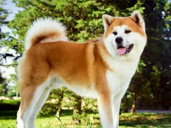 Is an Akita Hypoallergenic? Vet-Verified Facts & Tips