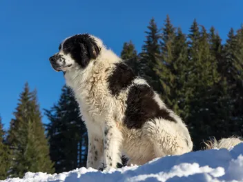Bukovina Sheepdog: Breed Info, Pictures, Traits & Care