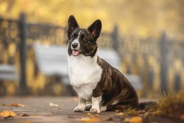 13 Vet-Verified Fun & Cool Facts About Corgis You’ll Love to Learn