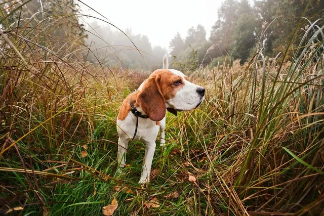 10 Hunting Dog Breeds That Don't Shed (With Info & Pictures)