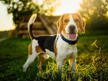 When Do Beagles Calm Down? Vet-Reviewed Development Stages & Exercise Needs