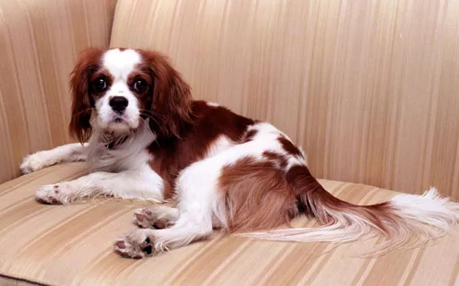 Rex (Ronald Reagan's dog)