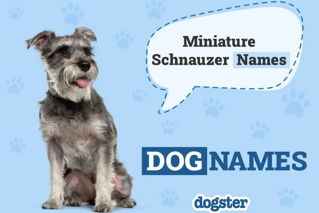 400+ Miniature Schnauzer Names: Ideas for Petite & Sophisticated Dogs