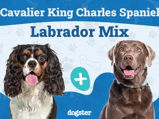 Cavador: Dog Breed Info, Pictures, Care Guide & More