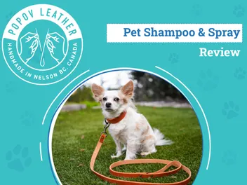 Popov Leather Dog Collar & Leash Review 2026: An Expert's Breakdown