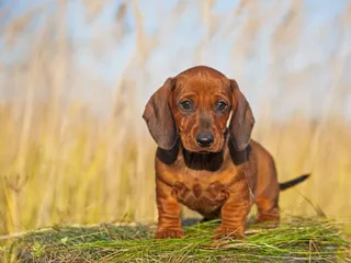 7 Dogs Prone to Diabetes: Vet-Verified Breed Health