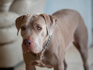 Does a Pitbull Shed a Lot? Care and Grooming Tips