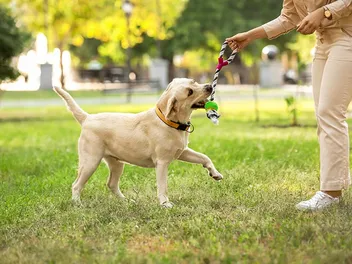 6 Great Off-Leash Dog Parks in Fresno, CA (2026 Update)