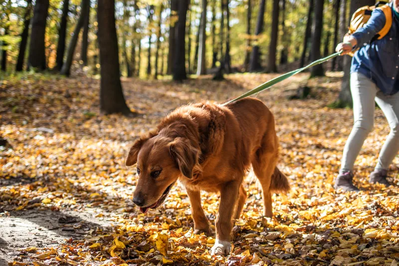 big dog pulling on leash in forest