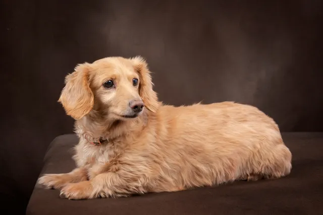English Cream Dachshund: Info, Pictures, Origin & History