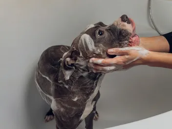 How Often Should I Bathe My Pitbull? Vet Approved Advice