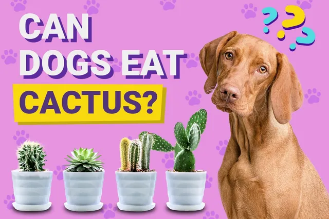Can Dogs Eat Cactus? Vet-Verified Facts & FAQ