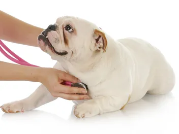 Heart Disease in Dogs: Signs, Causes & Treatments (Vet Answer)