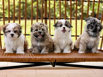 How Many Puppies Can a Shih Tzu Have? Vet-Verified Pregnancy & Litter Information
