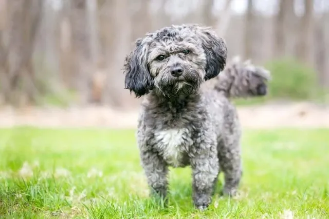 Havashu (Havanese & Shih Tzu Mix): Info, Pictures, Care & More