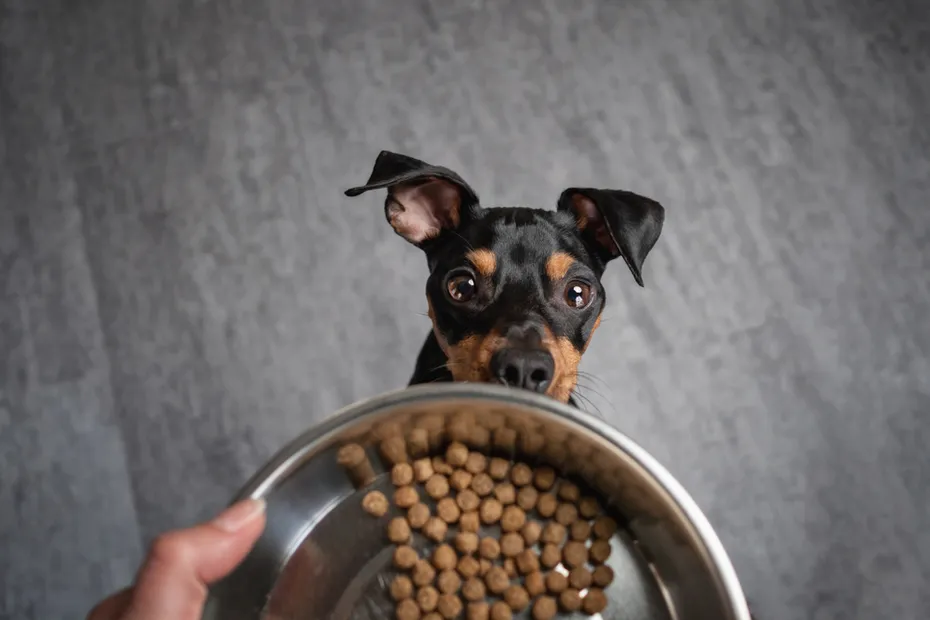Dog is sitting on floor while owner is holding food bowl in hand with feed in it