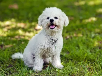 10 Dog Breeds Similar to Bichon Frise (With Info & Pictures)