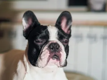 French Bulldog Is Reverse Sneezing, What to Do? Vet Approved Advice