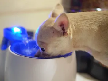 Do Dogs Need a Water Fountain? Vet Reviewed Pros & Cons